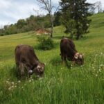 Kühe auf der Alpweide bei der Sennalpe Weinberg Eck am Fuße des Grünten